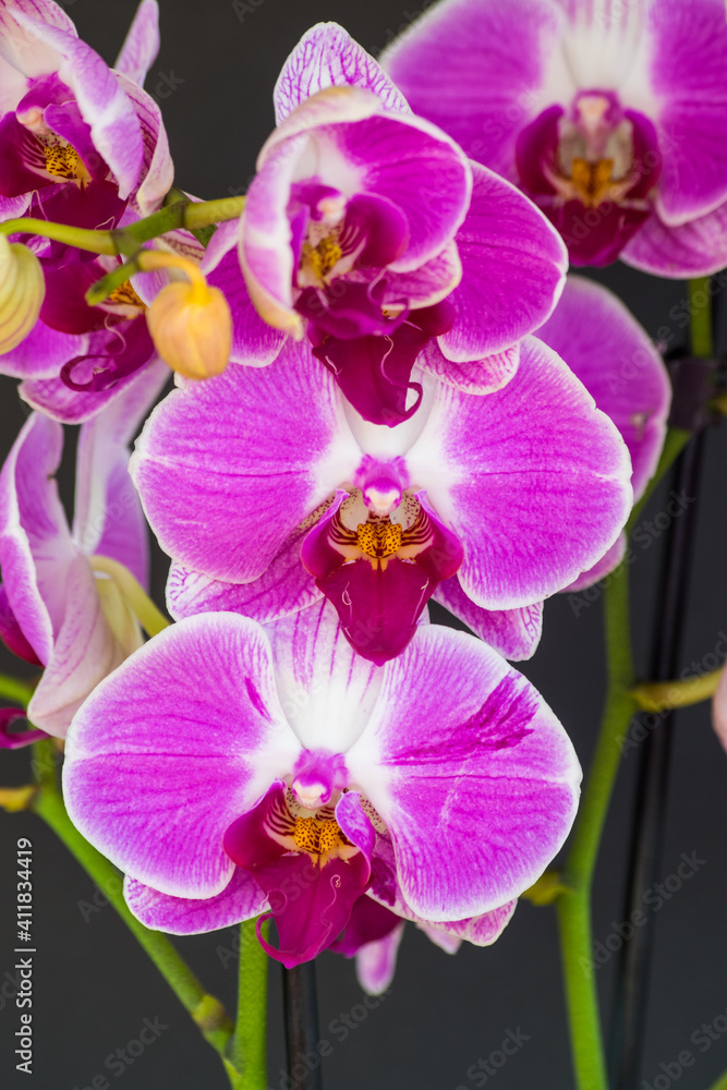 Fototapeta premium Violet and white orchid (Phalaenopsis), blooming with black background, close view