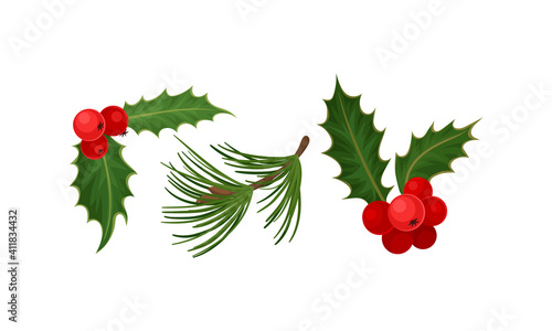 Holly Specie Twig with Red Berries and Tree Needle Branch Vector Set