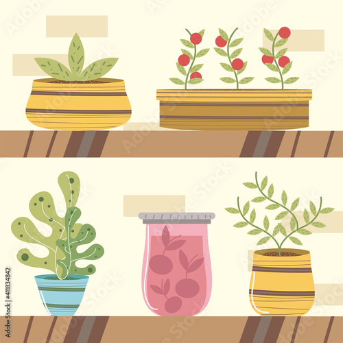 home garden shelf with potted plants succulent and tomatos plant