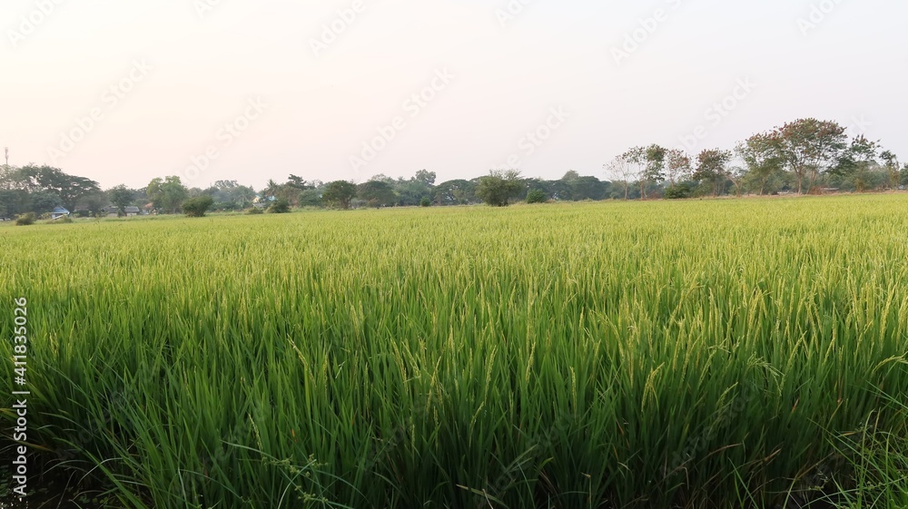 Fototapeta premium rice field in the morning
