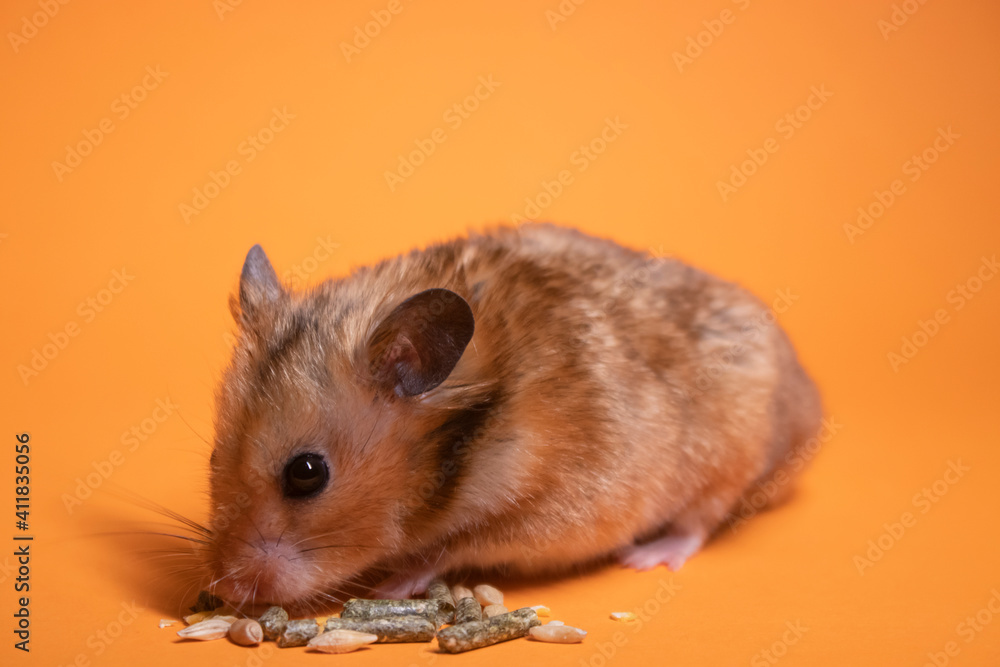 brown hamster mouse eating food for rodents isolated on orange background. pet, pest brown hamster mouse eating food for rodents isolated on orange background. pet, pest