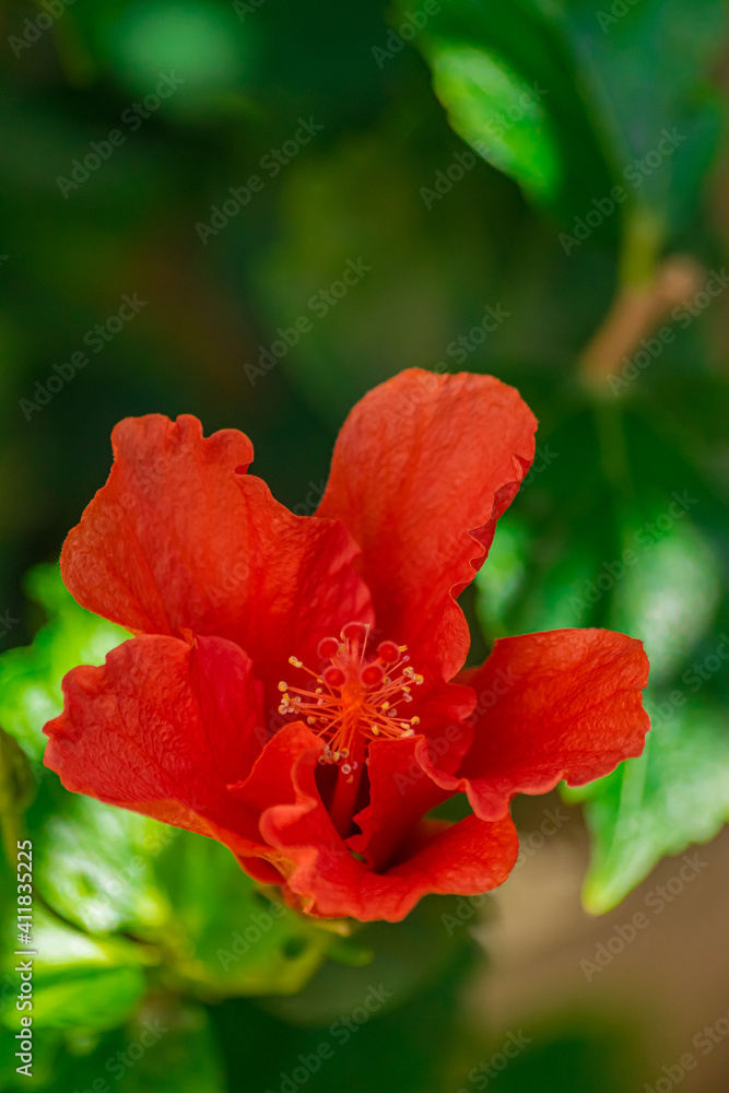 red hibiscus flower blooming, (rosa sinensis), with green leaves background red hibiscus flower blooming, (rosa sinensis), with green leaves background