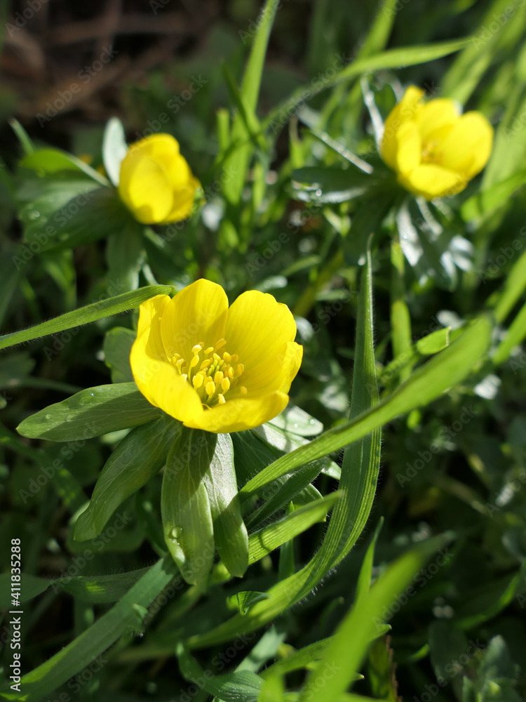Fototapeta premium Winter Aconites Eranthis Hyemalis, Heralds Of Spring
