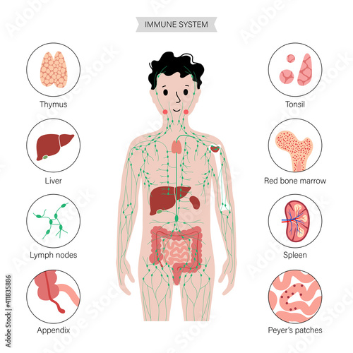 Lymphatic system in human body