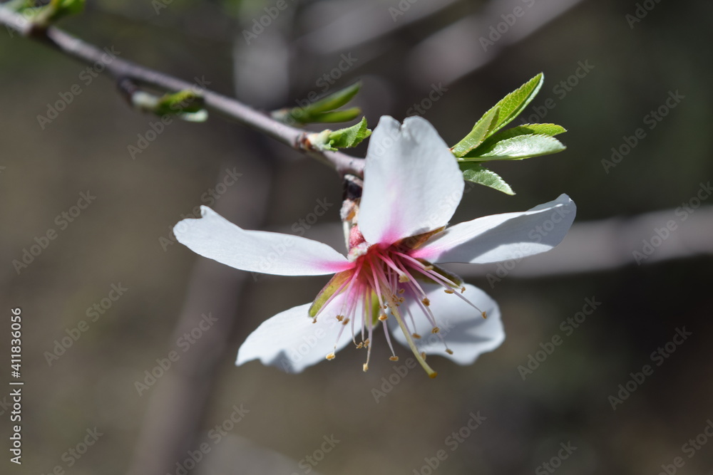 Obraz premium Close-up of an almond tree flowers 