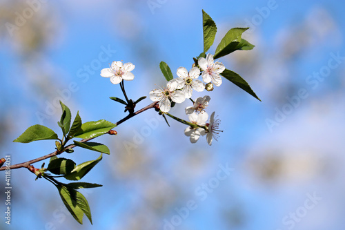 Cherry blossom in spring on background of blue sky. White flowers on a branch in a garden, soft colors photo