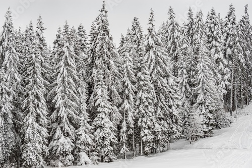 Beautiful winter landscape - pure white snow on the branches of evergreen trees in coniferous mountain forest. Snowy weather conditions. Natural snowy tree texture. Winter holidays relax and vacation
