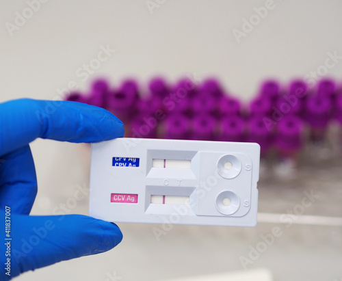 The test kit for the differential detection of CCV and CPV Ag in canine feces. Animal health screening test kit concept. photo