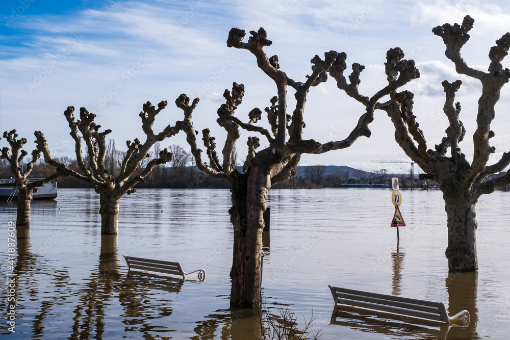 Plane trees in the flood on the Rhine near Rüdesheim / Germany