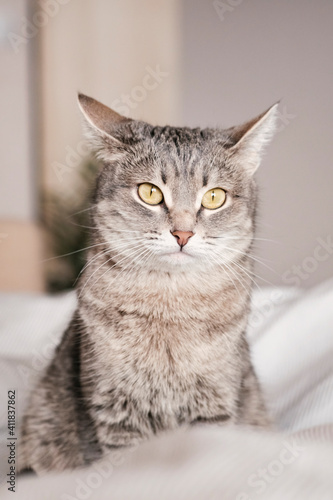 Fototapeta Naklejka Na Ścianę i Meble -  A striped gray cat with yellow eyes. A domestic cat lies on the bed. The cat in the home interior. Image for veterinary clinics, sites about cats. World Cat Day