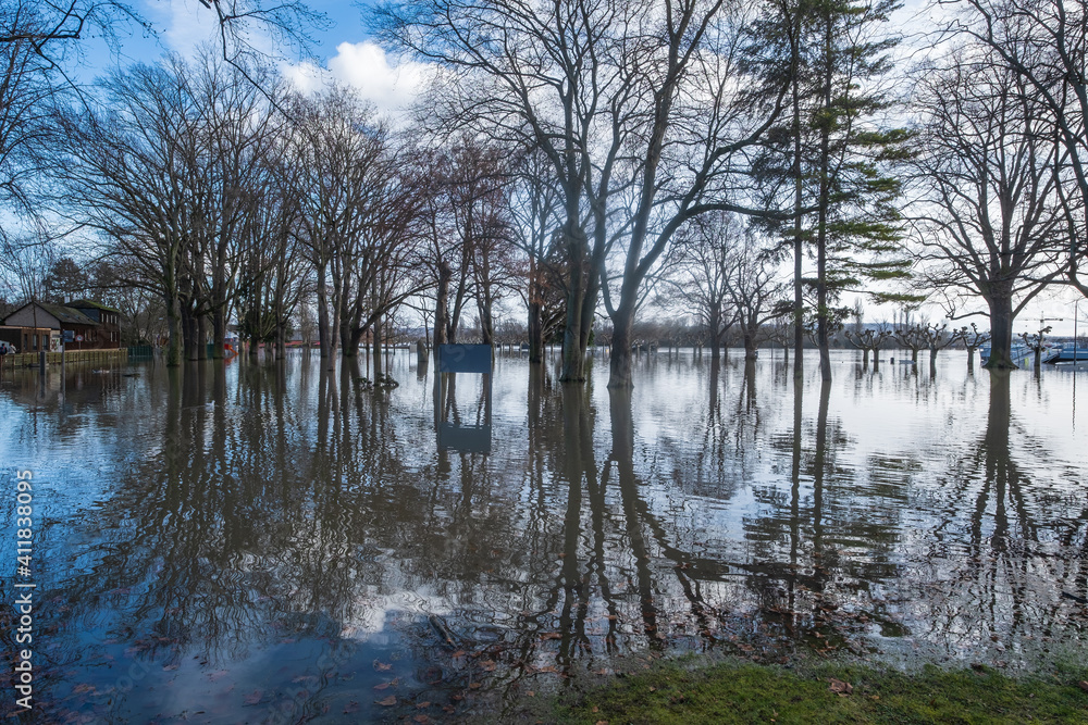 Trees are reflected in the flooded park in Rüdesheim / Germany when the Rhine floods Trees are reflected in the flooded park in Rüdesheim / Germany when the Rhine floods