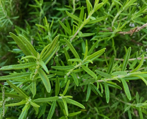 Closeup view of the Salvia Rosmarinus, its common name is rosemary, one of the best herbal plants. IIts leaves can be used in green tea.