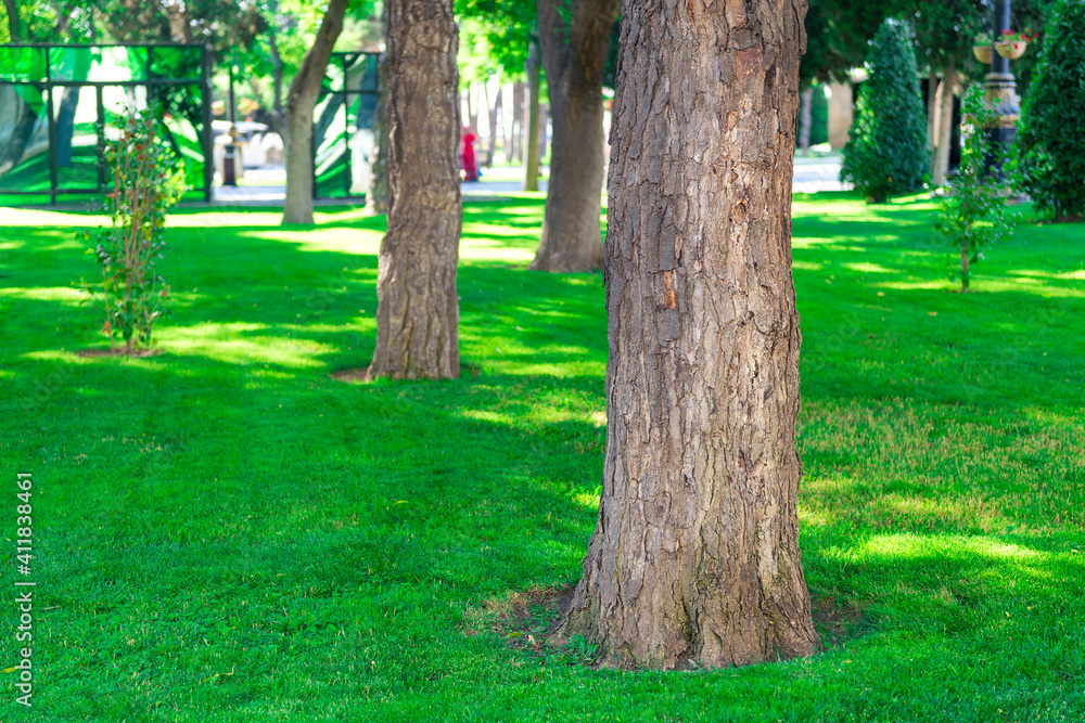 smooth green manicured lawn with large trees in the park smooth green manicured lawn with large trees in the park
