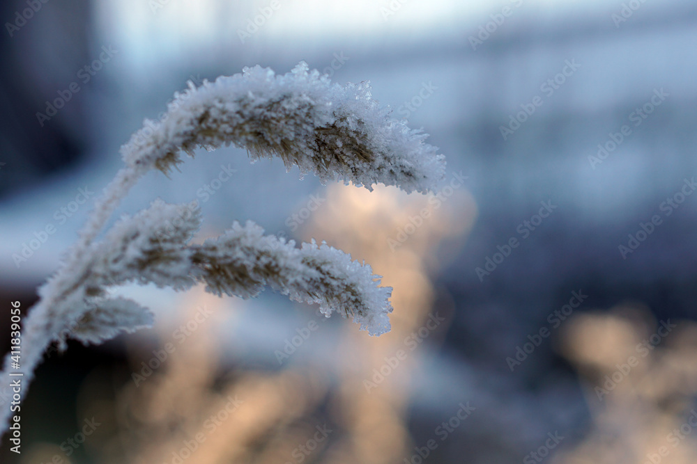 Close up of frozen pampas grass with snow and ice in winter day Close up of frozen pampas grass with snow and ice in winter day