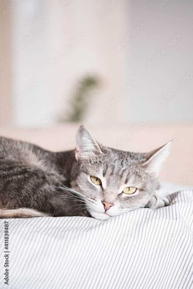 A domestic striped gray cat sleep on the bed. The cat in the home interior. Image for veterinary clinics, sites about cats. World Cat Day