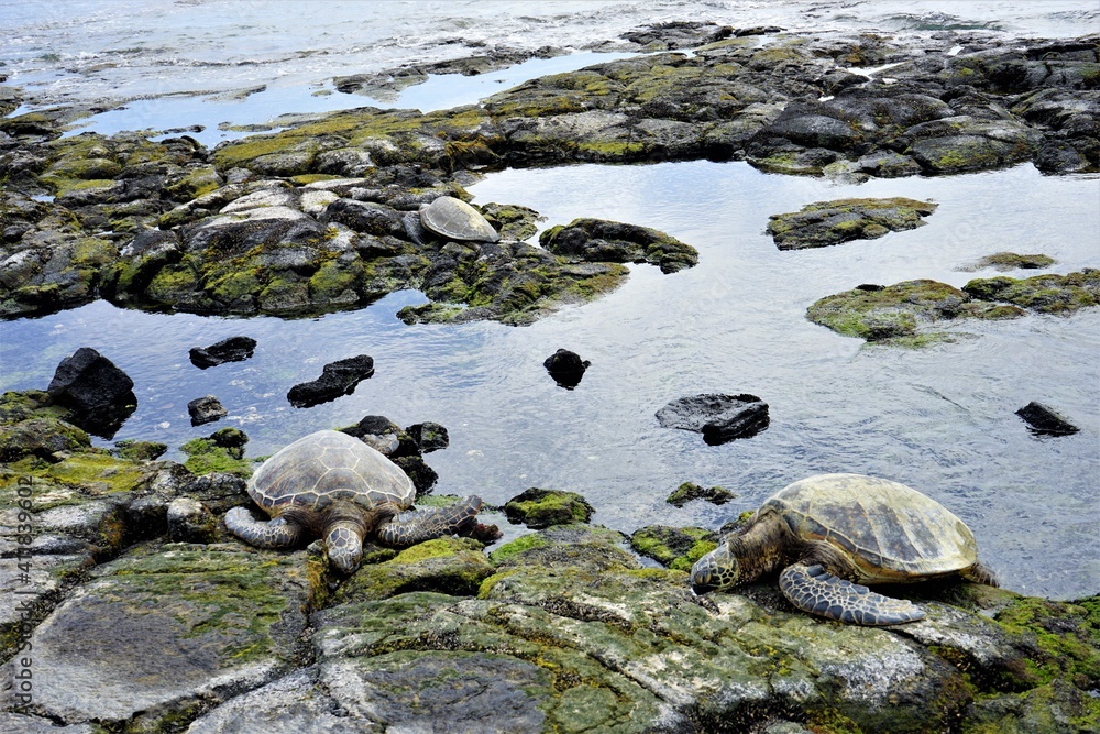 Obraz premium Sea turtle peacefully resting on a rock in Maui, Hawaii - ウミガメ 