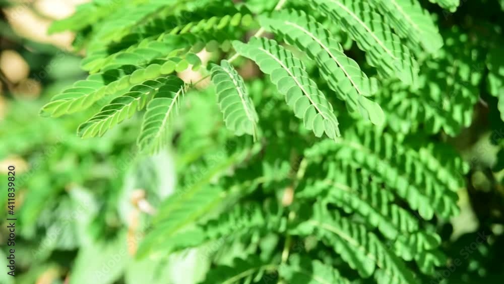 Foliage, a beautiful foliage moving gracefully in the wind bringing peace, natural light, blurred background. Foliage, a beautiful foliage moving gracefully in the wind bringing peace, natural light, blurred background.