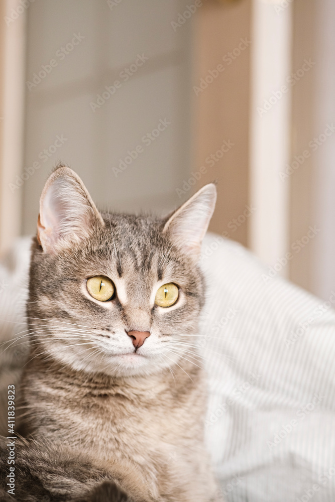 A striped gray cat with yellow eyes. A domestic cat lies on the bed. The cat in the home interior. Image for veterinary clinics, sites about cats. World Cat Day