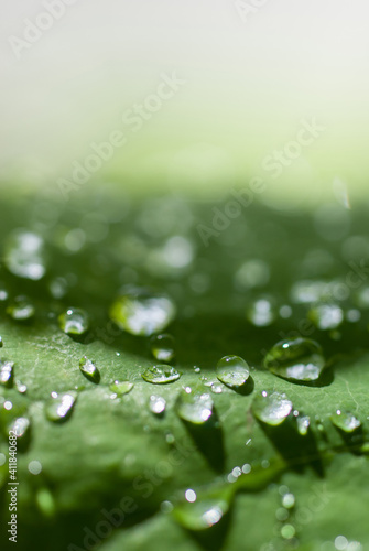 Drops of water on leaf. Close up, macro photography. Bright, happy green. Place for text.