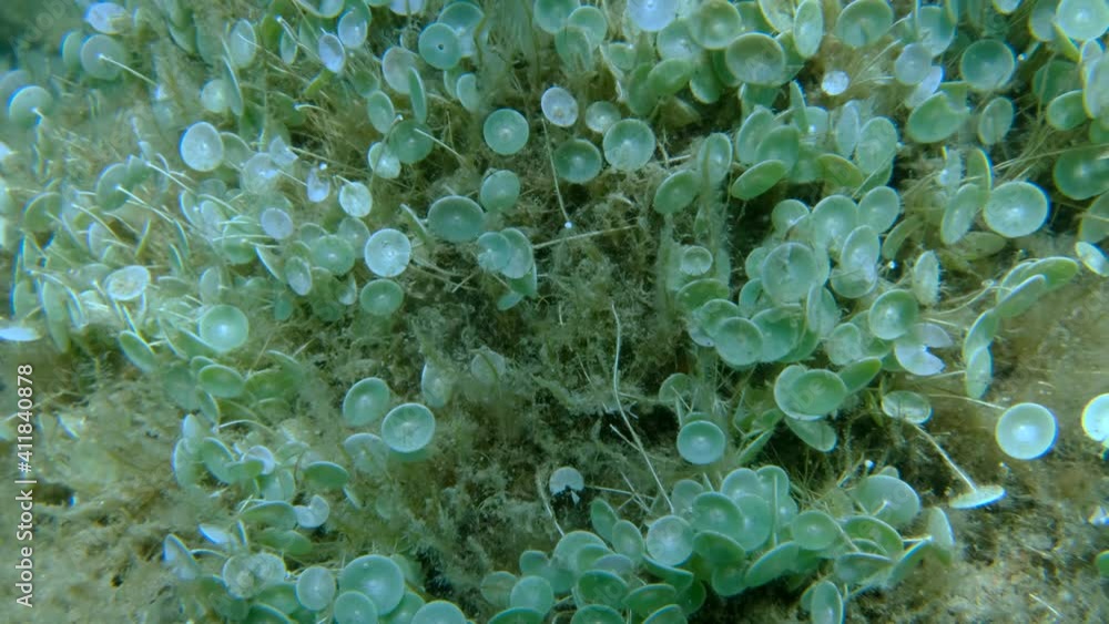 Closep-up on colony of unicellular green algae Mermaid's wine-glass or Mermaid's cup (Acetabularia mediterranea) Adriatic Sea, Montenegro, Europe Closep-up on colony of unicellular green algae Mermaid's wine-glass or Mermaid's cup (Acetabularia mediterranea) Adriatic Sea, Montenegro, Europe