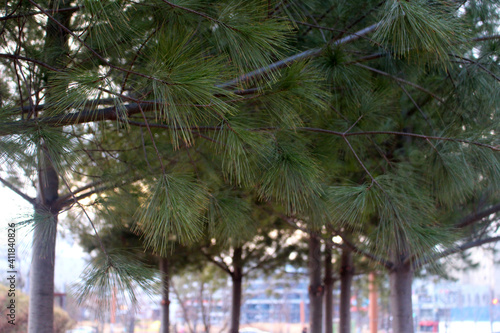 Korean pine trees against the blue sky
