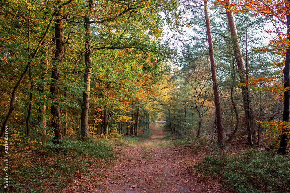 Beautiful autumn fall forest national park in Netherlands