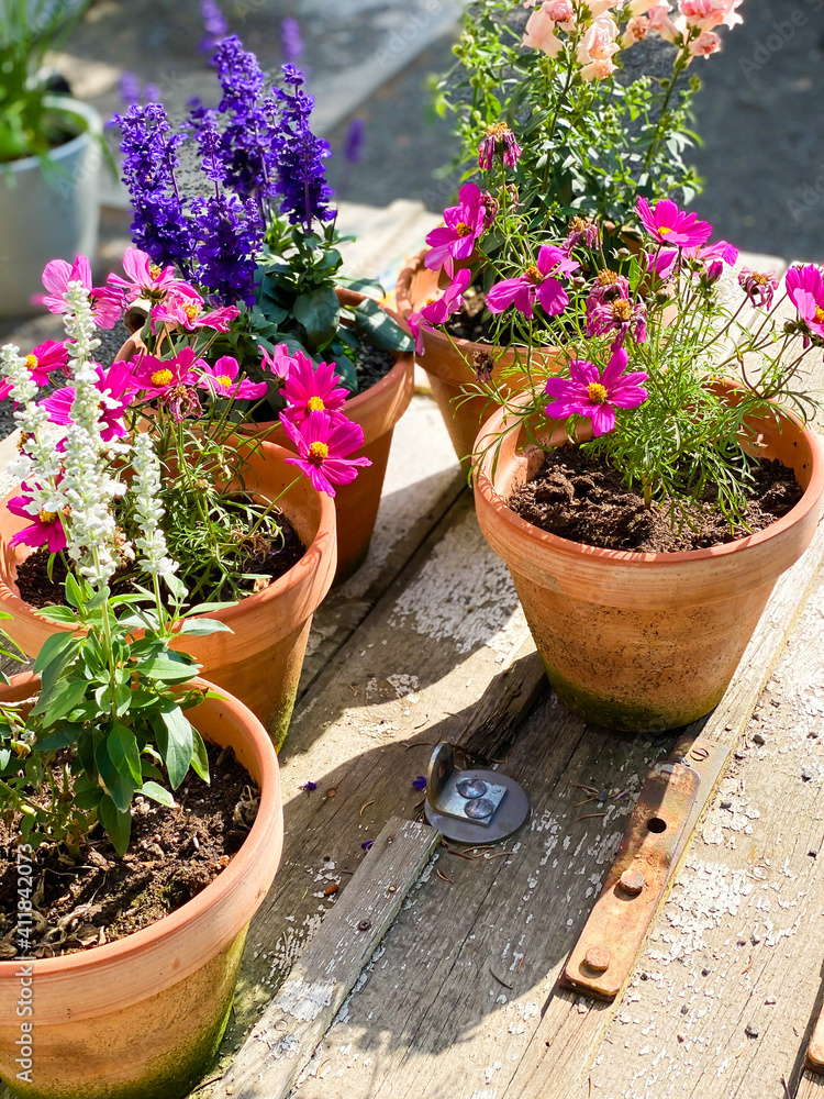 Colorful summer flower plants in terracotta flower pots in rustic