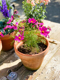 Bright pink garden cosmos, mexican aster in clay teracotta pot.