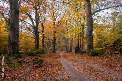 Beautiful autumn fall forest national park in Netherlands © Kirill