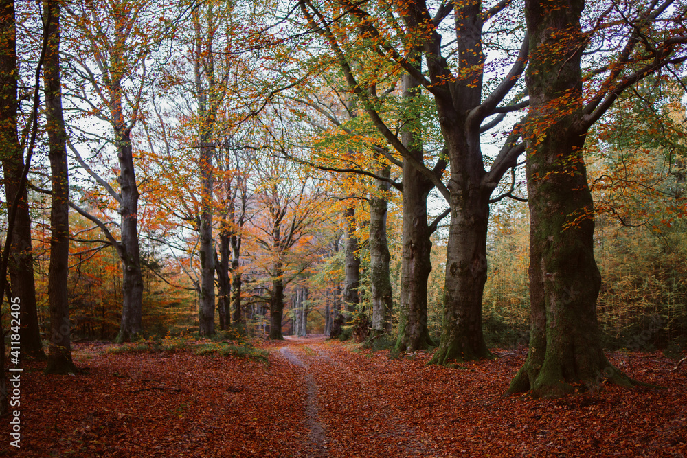 Beautiful autumn fall forest national park in Netherlands