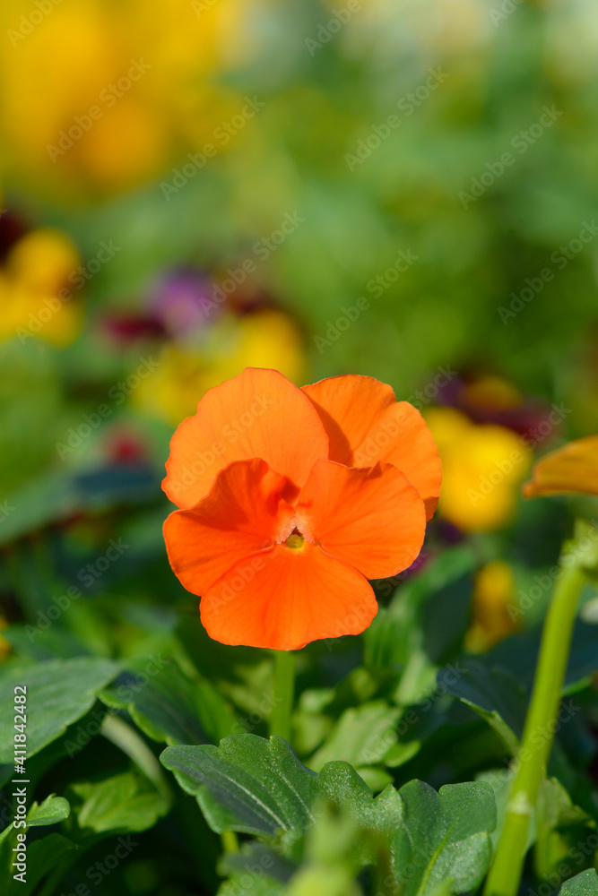 Orange Horned violet Orange Horned violet