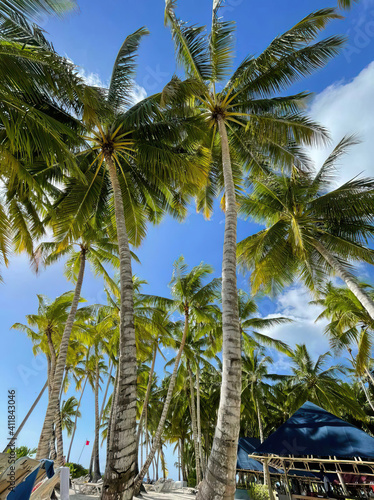 Tropical palm trees on shore of ocean under a blue sky. Clear air and warm weather