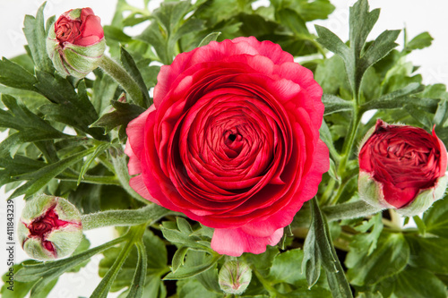 Rose  a different angle view in the portfolio.