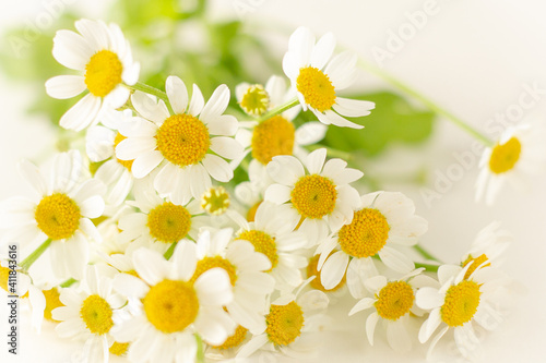 close up of Matricaria flowers.