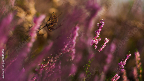 Fleurs de bruyère sauvage, poussant en abondance entre les rangées de pins, dans la forêt des Landes de Gascogne