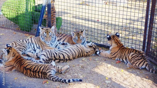 Tigers lying side by side in the zoo. Many young tigers in a small area in the aviary