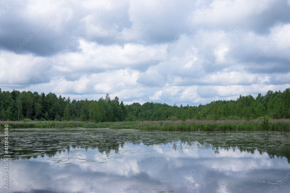 Fototapeta premium Quiet summer forest lake. Lots of aquatic vegetation. The colorful cloudy sky is reflected in the water. Green forest on the distant shore. Calm landscape of Belarus.