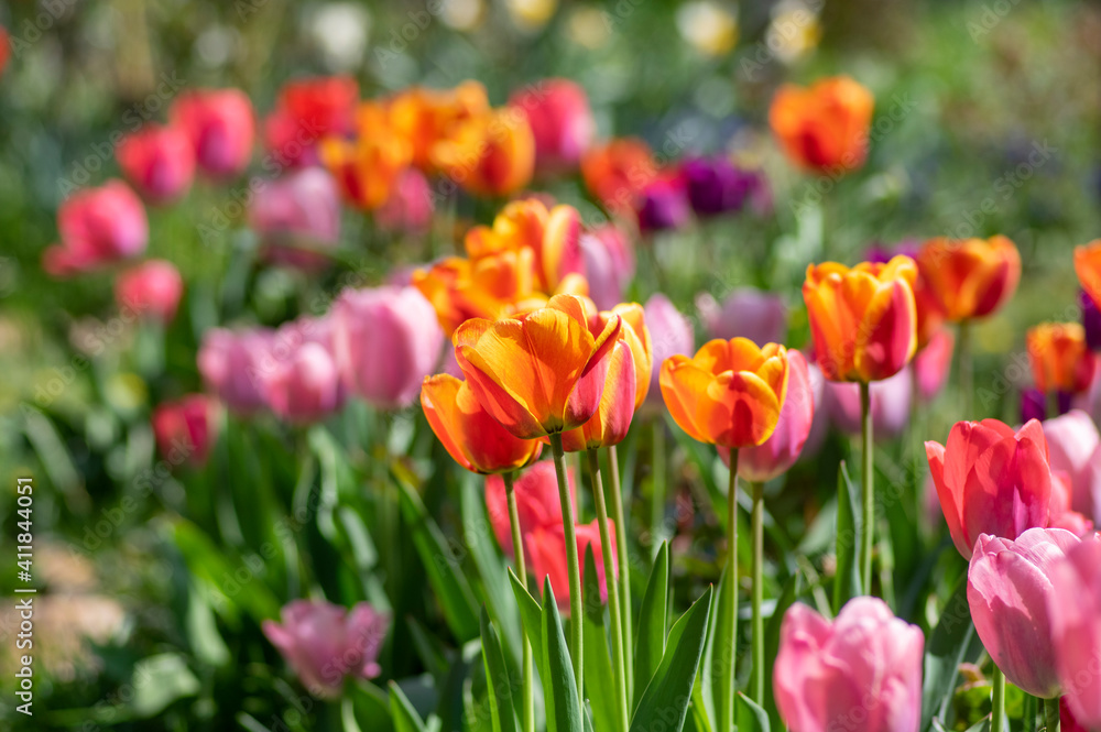 Amazing garden field with tulips of various bright rainbow color petals, beautiful bouquet of colors in sunlight daylight Amazing garden field with tulips of various bright rainbow color petals, beautiful bouquet of colors in sunlight daylight