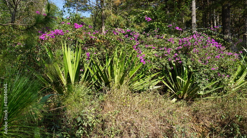 flowers next to the Tuyen Lam Lake in Da Lat, Province La Dong, Vietnam, February