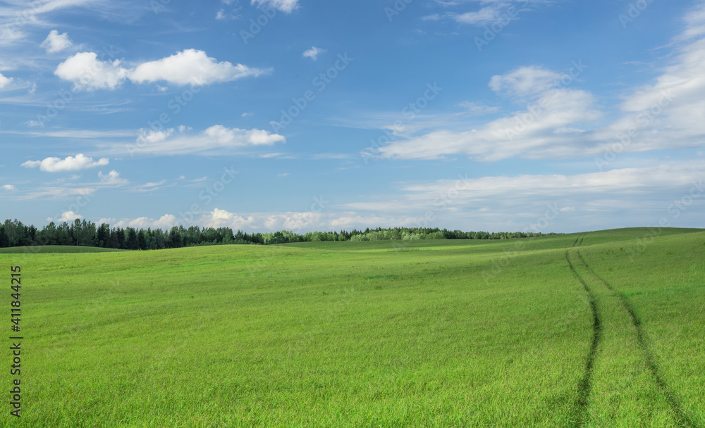 Large field with fresh green grass. The road leads far to the horizon. Blue sky with sparse clouds and forest on the background. Calm summer landscape.