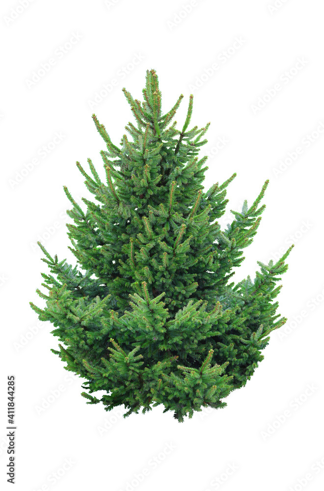 Spruce, conifer, christmas tree isolated on white background