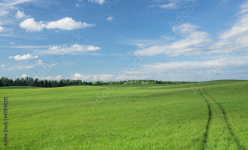 Large field with fresh green grass. The road leads far to the horizon. Blue sky with sparse clouds and forest on the background. Calm summer landscape.