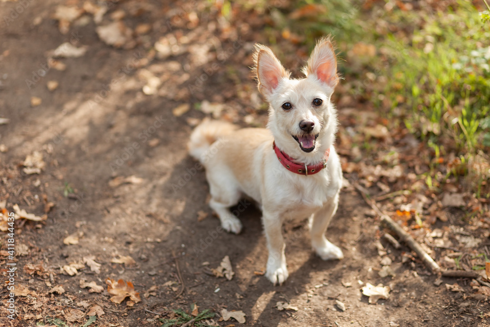 Cute inquisitive dog with collar ialone n the autumn forest Cute inquisitive dog with collar ialone n the autumn forest