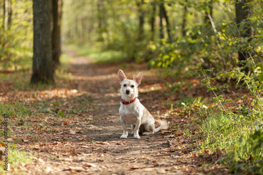 Cute inquisitive dog with collar ialone n the autumn forest Cute inquisitive dog with collar ialone n the autumn forest