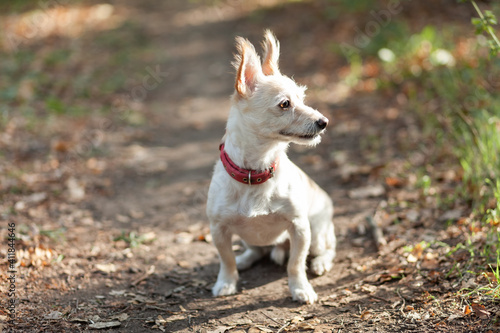 Cute inquisitive dog with collar ialone n the autumn forest