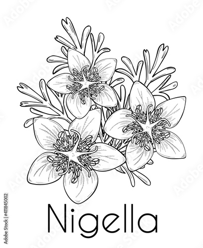 Nigella sativa flowers and leaves, black cumin. Hand drawn design, line art, vector illustration. Culinary ingredient or cosmetic