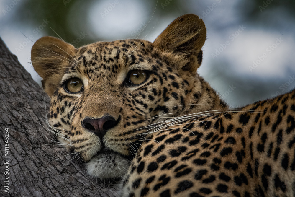 Fototapeta premium chilling Leopard