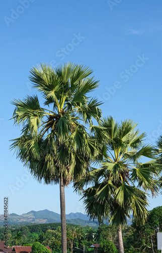 sugar palm or flabellifer high level blue sky background. green plant tropical fruit tree in thailand.
