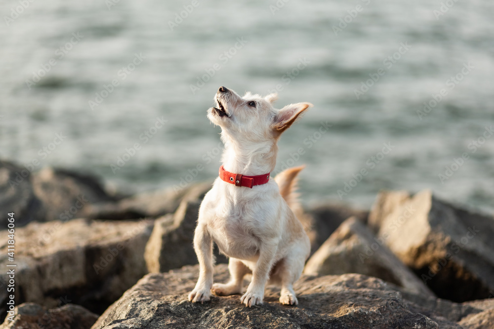 Fototapeta premium Cute dog on the stones at the coast