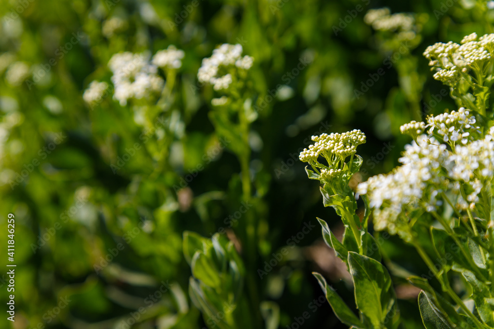 Soft focused shot of white blooming field flowers with green foliage in sunlight. Soft focused shot of white blooming field flowers with green foliage in sunlight.